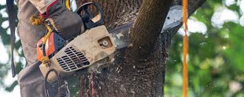 Best Tree Health Inspection  in Elkhorn, WI