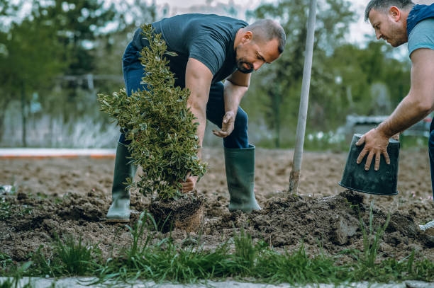 Best Leaf Removal  in Elkhorn, WI