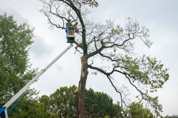 Best Tree Risk Assessment  in Elkhorn, WI