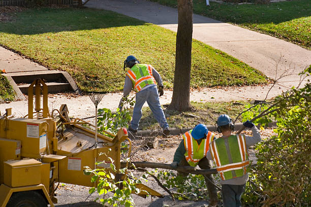How Our Tree Care Process Works  in  Elkhorn, WI