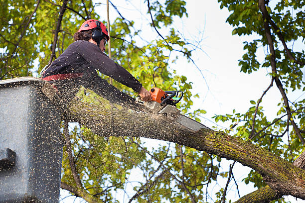 Best Emergency Tree Removal  in Elkhorn, WI