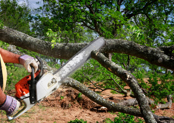 Best Tree Mulching  in Elkhorn, WI
