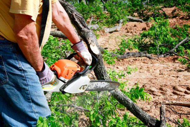 Best Root Management and Removal  in Elkhorn, WI